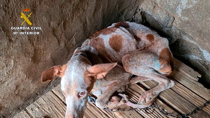 Rescatan más de 40 perros en pésimas condiciones