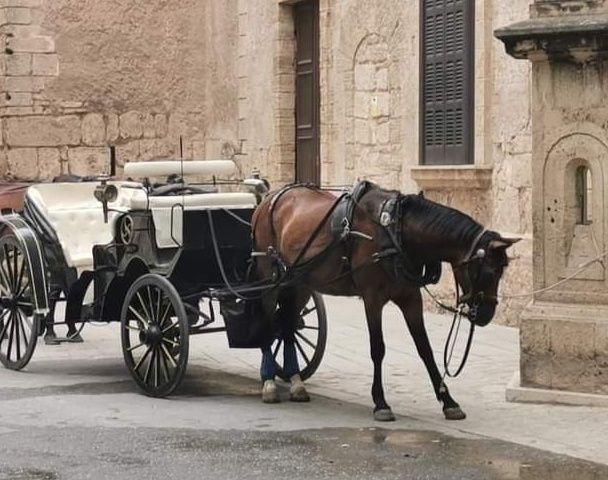 noticias palma de mallorca