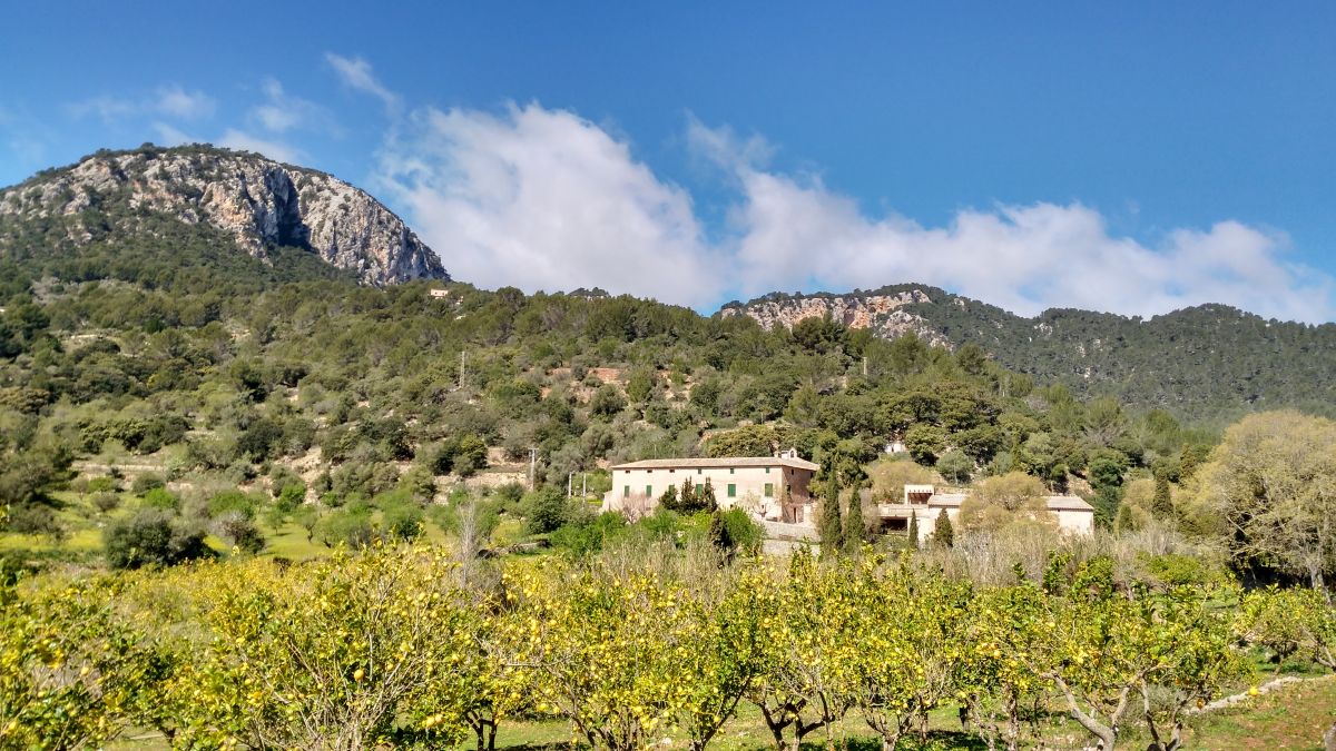 noticias palma de mallorca