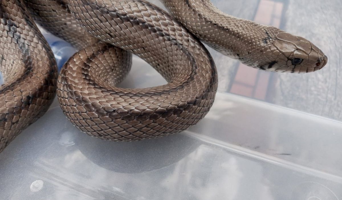 Estas son las culebras agresivas más comunes de España