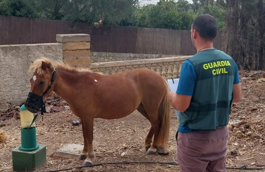 noticias palma de mallorca