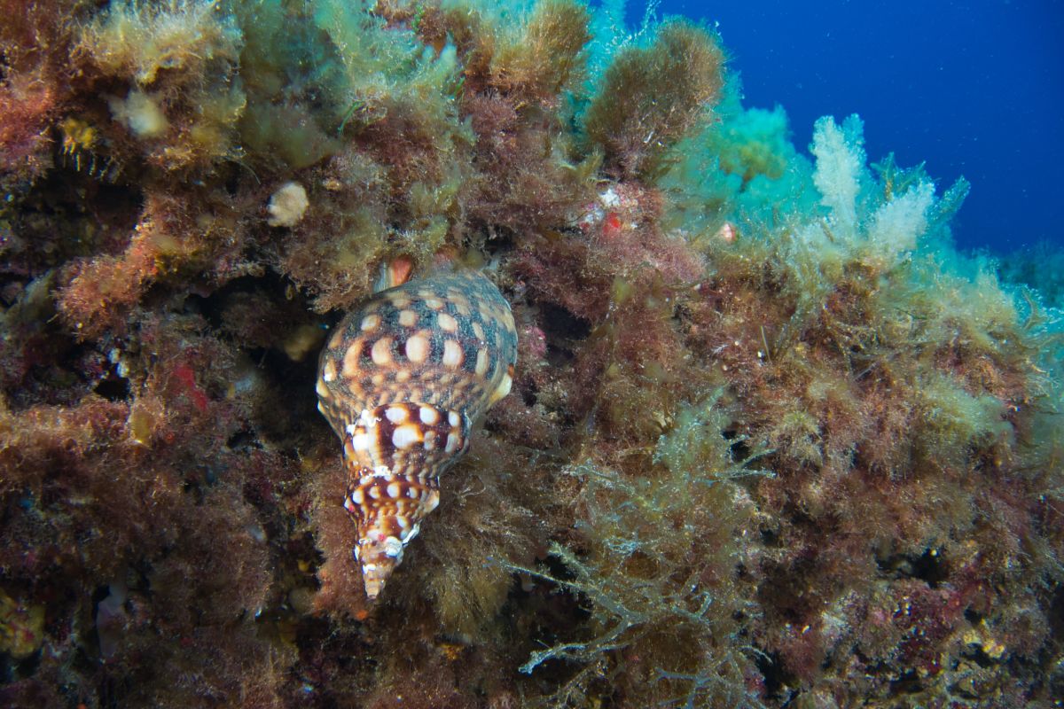 El Govern inicia una nueva campaña para recopilar información sobre la caracola y la nacra en Baleares