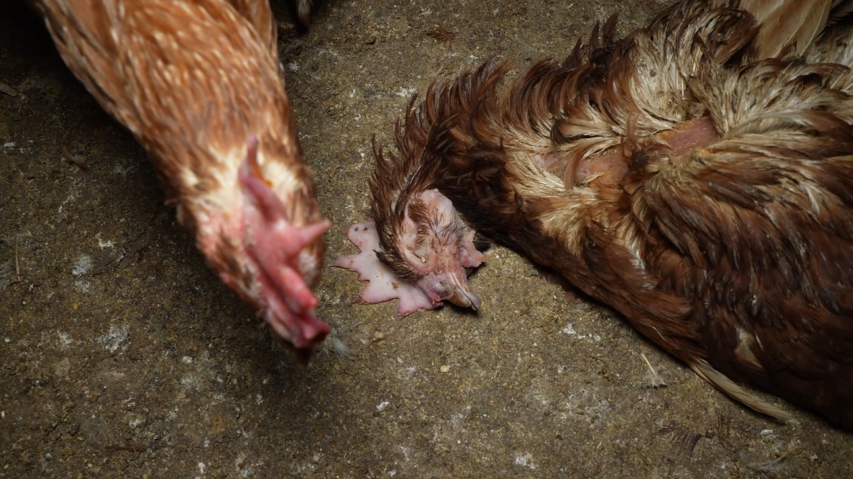 Reclaman la intervención de Sanidad ante la 