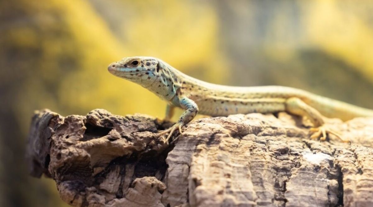 Alertan de que la invasión de serpientes pone en riesgo de extinción a la sargantana de las Pitiusas