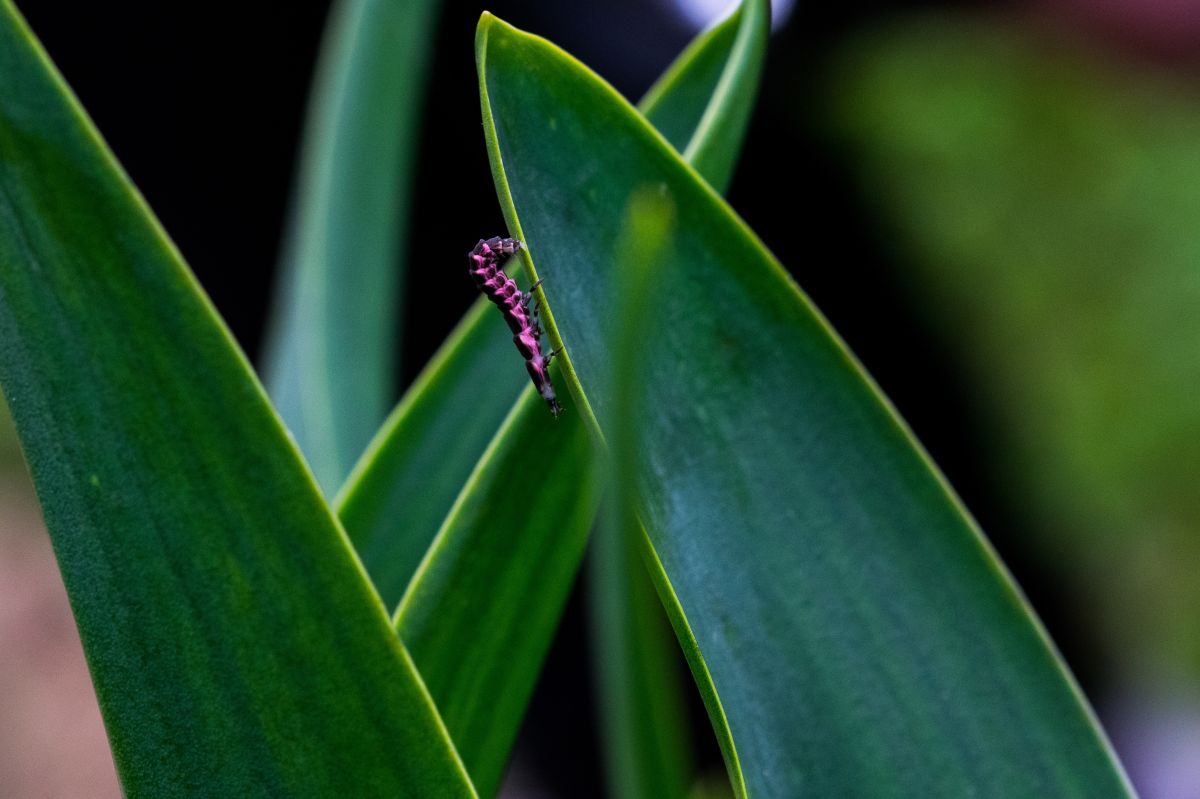 Así es como las plantas “hablan” entre ellas para defenderse de los insectos