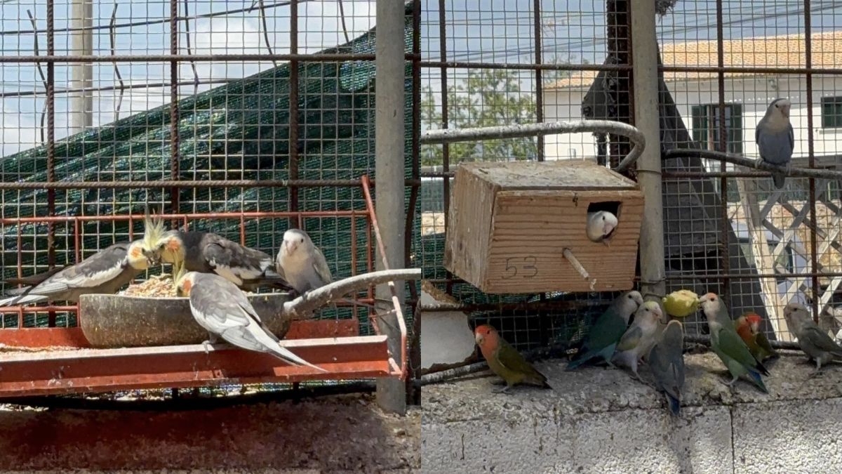 Denuncian el robo de más de 80 aves en una finca de Palma