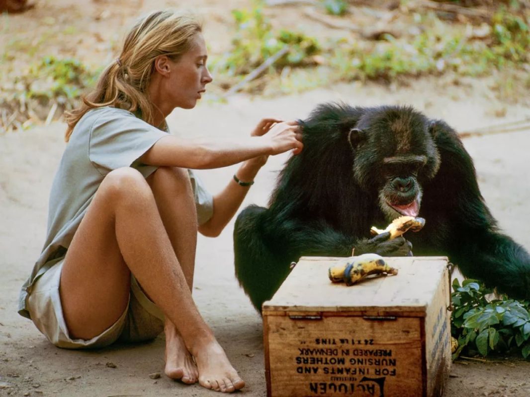 Muere Jane Goodall, la 'Lady Chimpancé' que dedicó su vida al estudio de estos primates