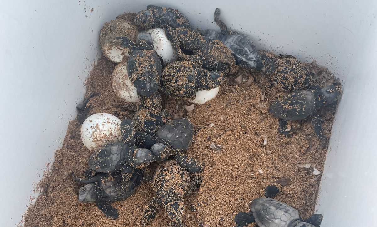 El Govern informa del hallazgo del tercer nido de tortuga marina de esta temporada en las Islas Baleares