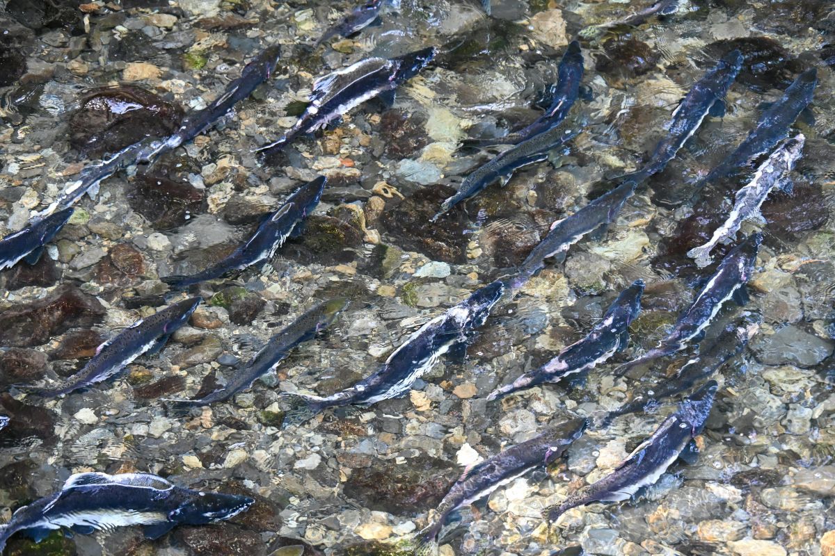 Descubren al único animal del planeta que puede vivir sin oxígeno