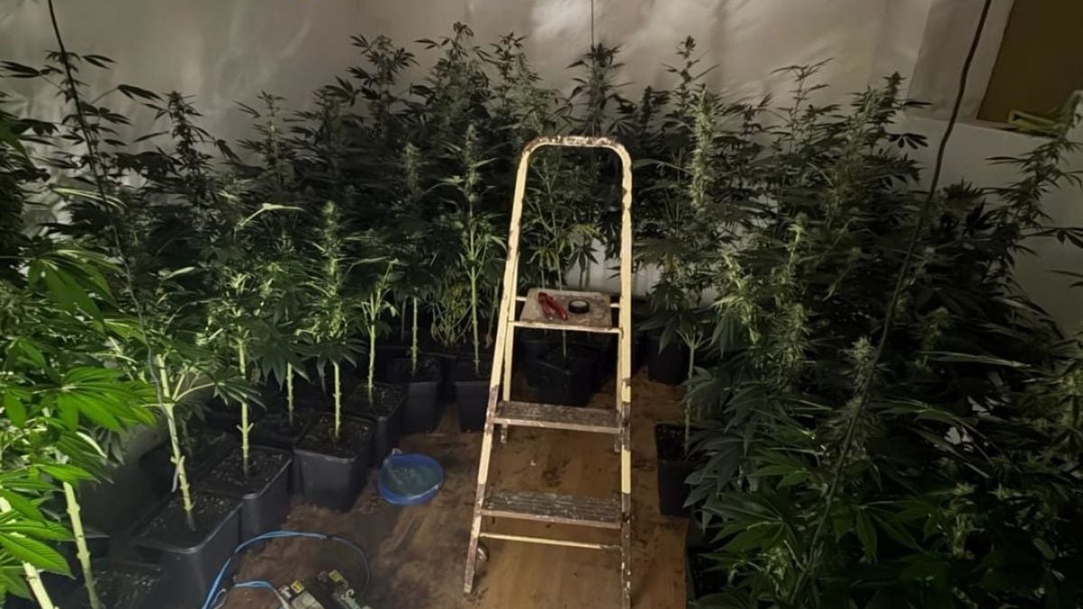Cae un punto de cultivo y venta de droga en Palma con un arma oculta bajo el sofá