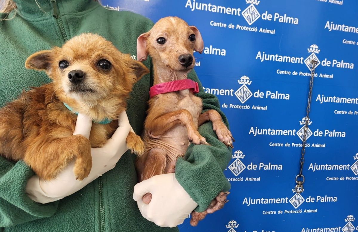 Son Reus recupera a 50 perros rescatados en condiciones insalubres y los pone en adopción