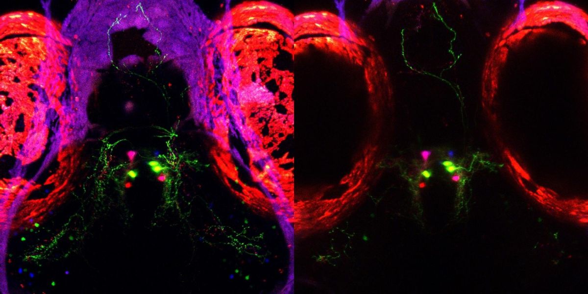 Un estudio sobre el sueño en peces podría abrir nuevas vías para tratar el insomnio en humanos