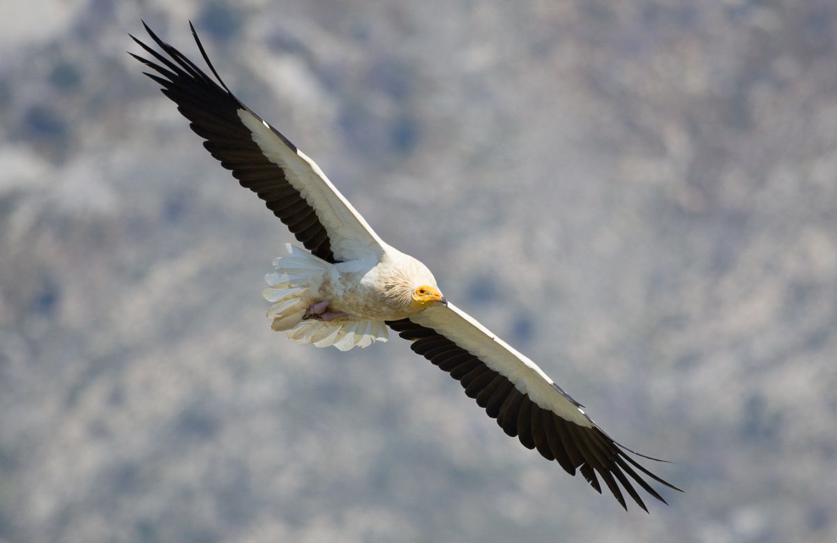 Un programa de voluntariado refuerza la vigilancia de aves amenazadas en el Parc Natural de Llevant