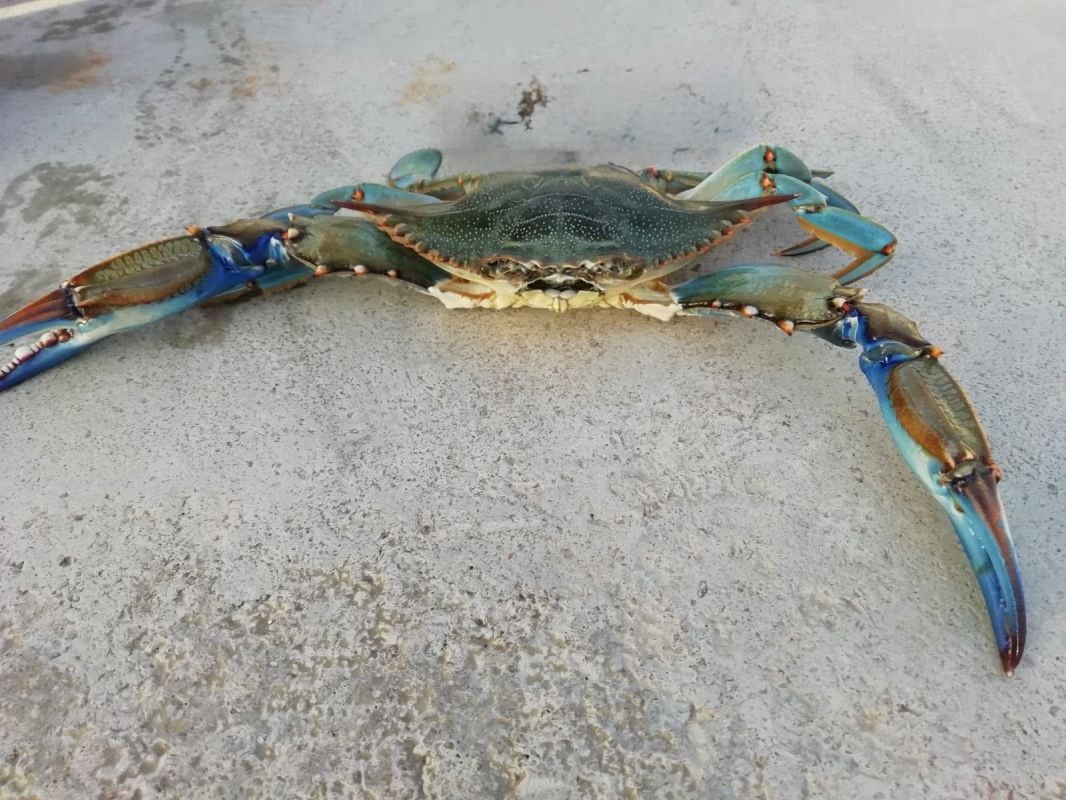 El Govern anuncia que los pescadores recreativos podrán capturar cangrejo azul en Formentera