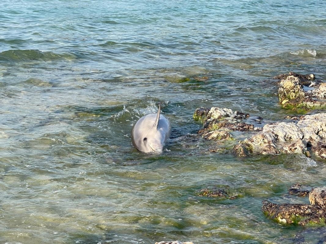Investigan el hallazgo de un delfín con la aleta caudal seccionada en Menorca