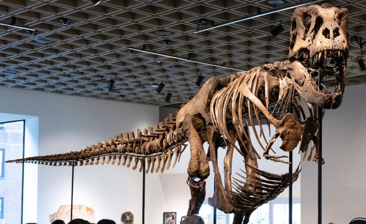 Un esqueleto de T. Rex se vende por un récord de 50,1 millones