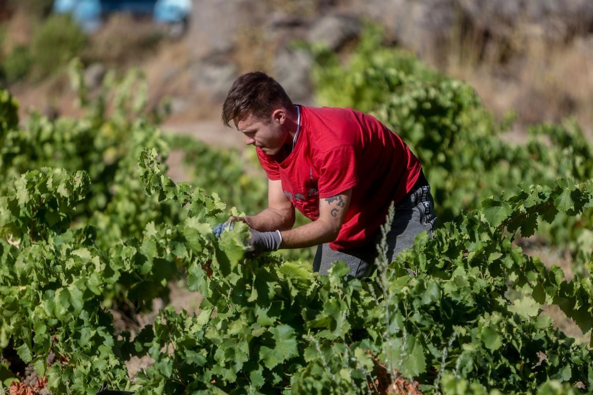 El campo balear prevé pérdidas de hasta el 40 % en la producción por la ola de calor