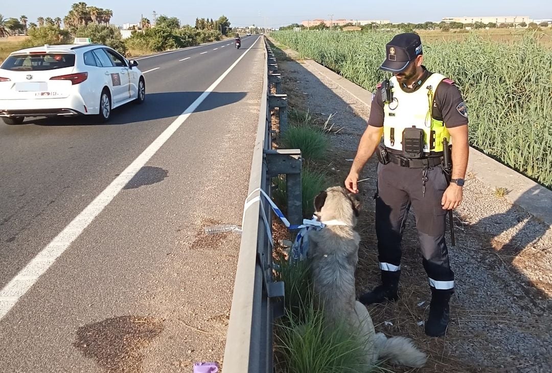 Un mastín del Cáucaso desorientado en la Ma-19A es rescatado y devuelto a su dueño en Palma
