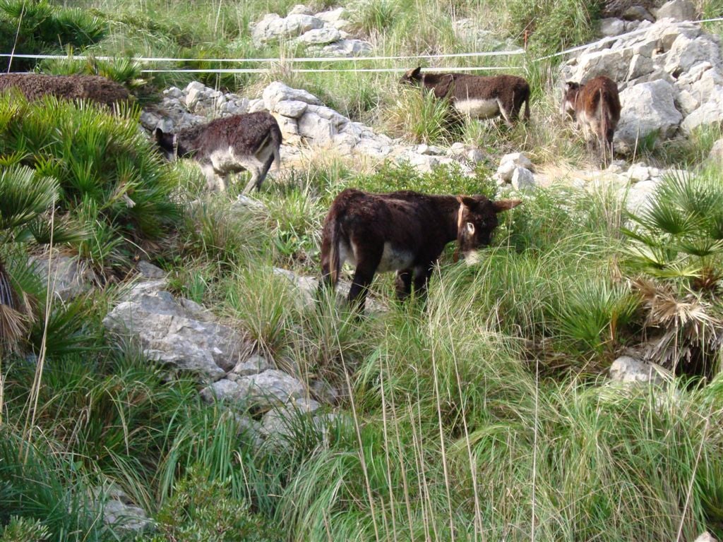 La solución natural contra los incendios en Mallorca: burras mallorquinas para limpiar la vegetación