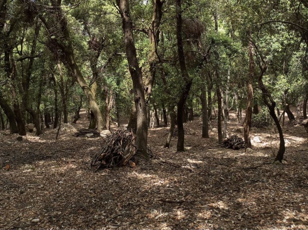 El Govern culmina la restauración de zonas forestales vulnerables en Baleares para prevenir incendios