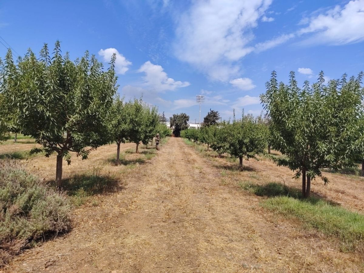 Baleares evalúa nuevas variedades de almendro para adaptar el cultivo a la escasez de agua